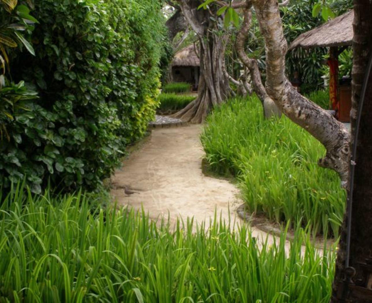 Bali green path