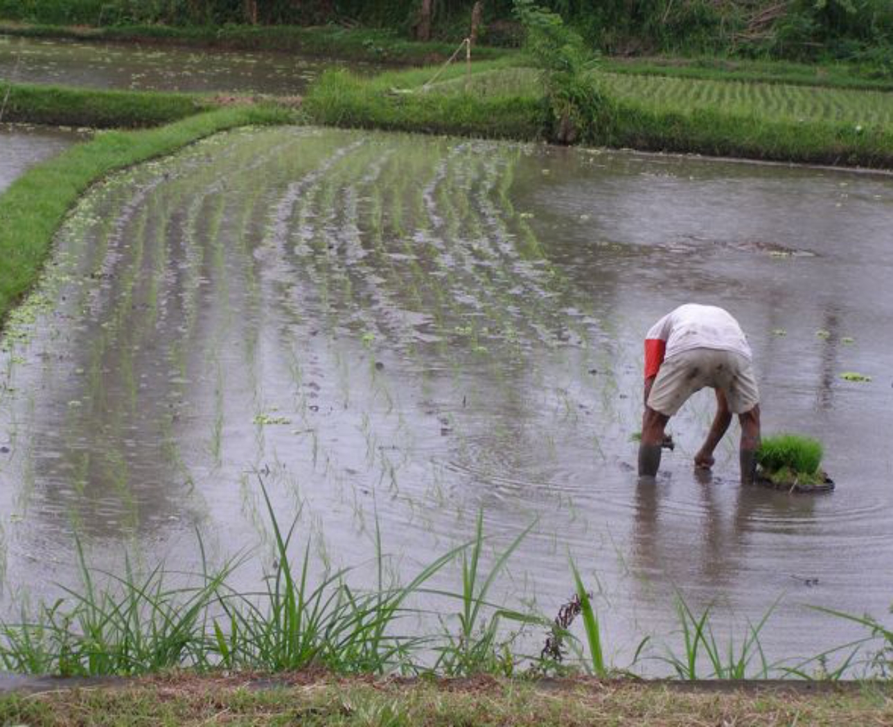 Rice Planting rural Bali