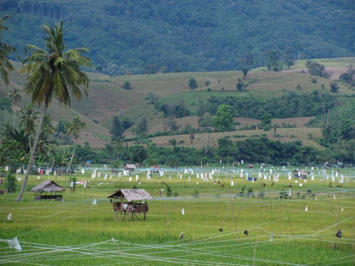 Fields in Sumatra