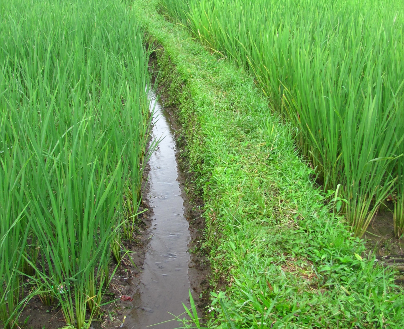 Bali Rice Path