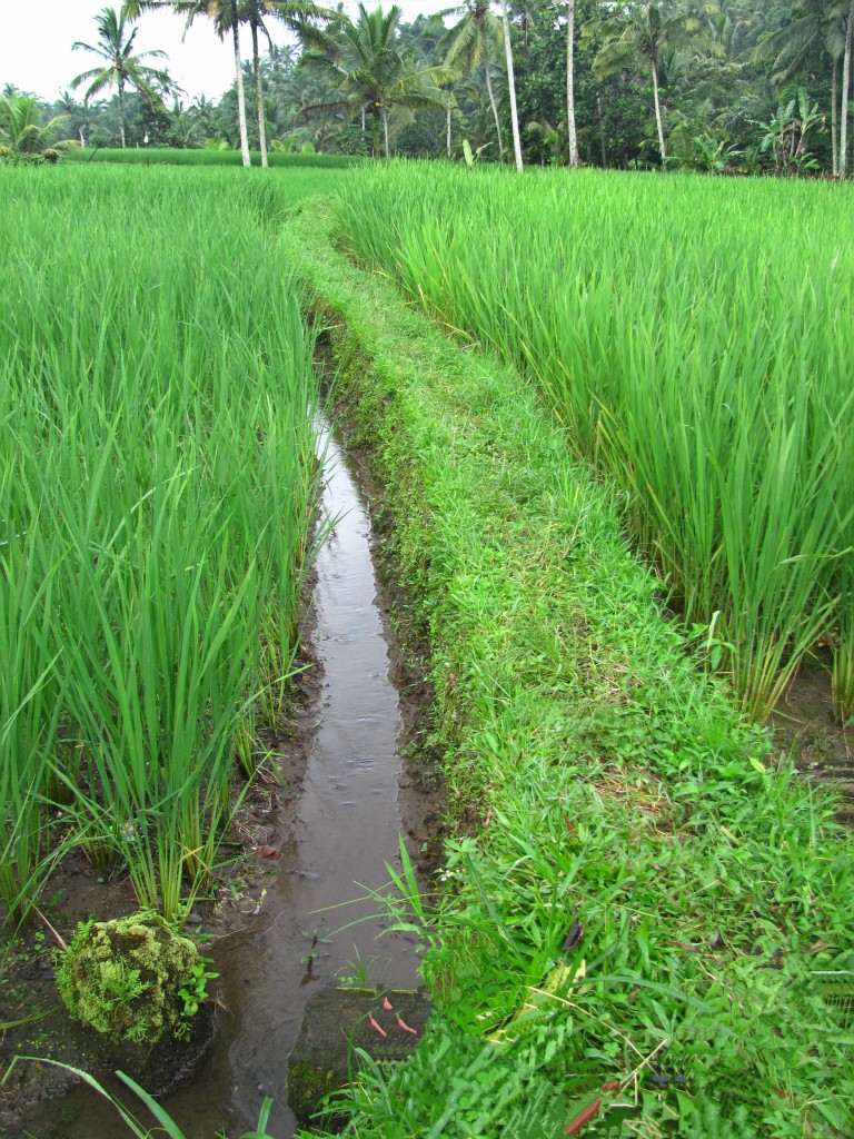 Bali Rice Field