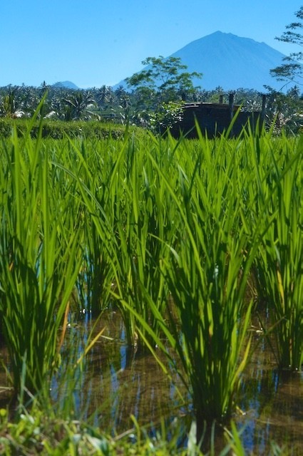 Rice Field Morning Ride 014