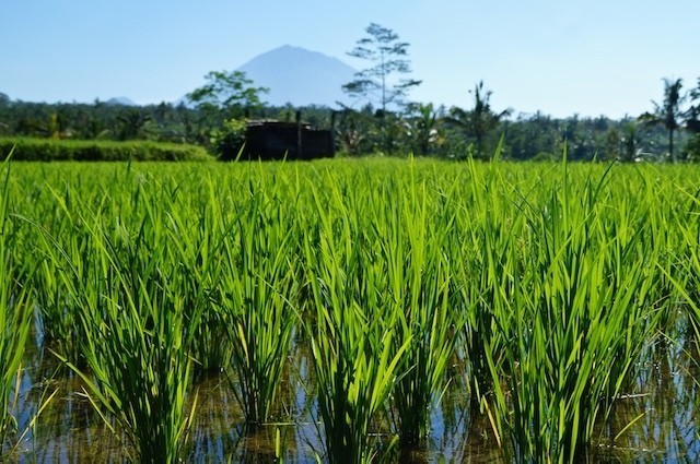 Rice Field Morning Ride 023