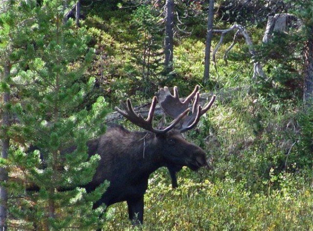 Colorado moose in camp 110