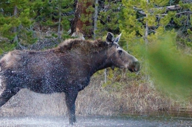 Moose in Camp 107