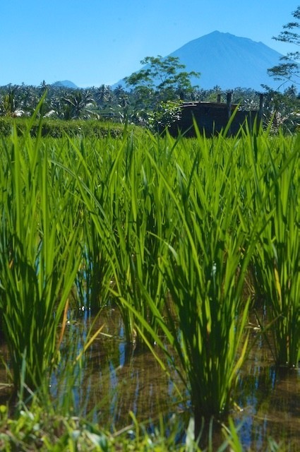 Bali, Holy Water, Rice Fields, Terraces