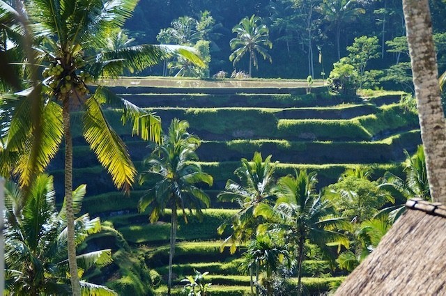 Bali, Holy Water, Rice Fields, Terraces