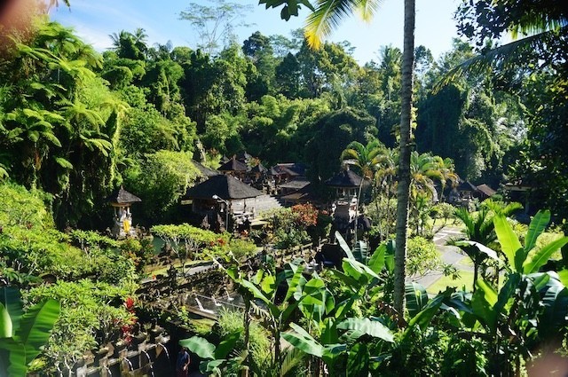 Bali, Holy Water, Rice Fields, Terraces