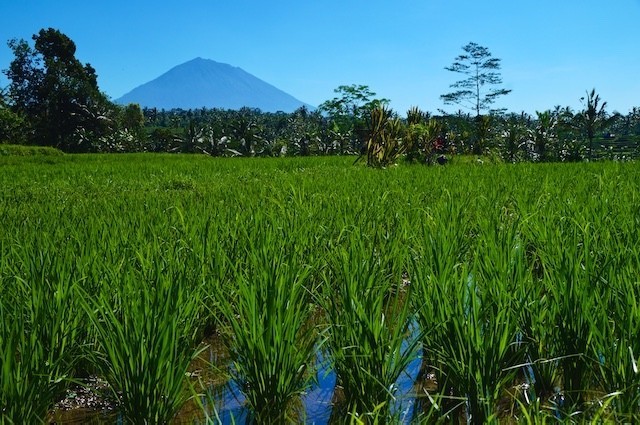 Bali, Holy Water, Rice Fields, Terraces