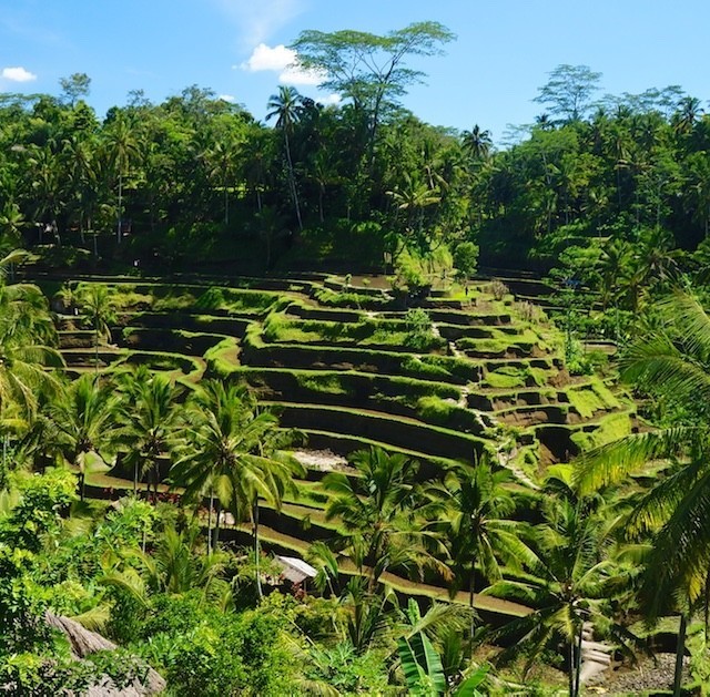 Bali, Holy Water, Rice Fields, Terraces