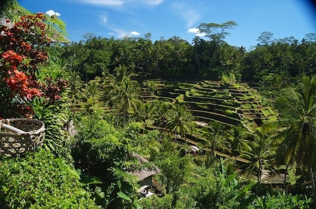 Bali, Holy Water, Rice Fields, Terraces