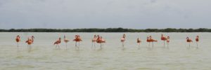 Travel to Rio Lagartos to see the Flamingo