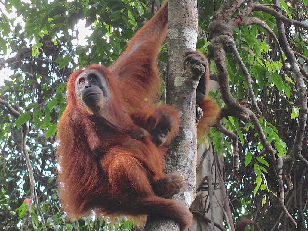Wild Orangutan, Sumatra