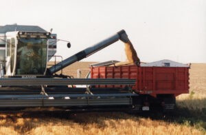 Field Wheat Harvest