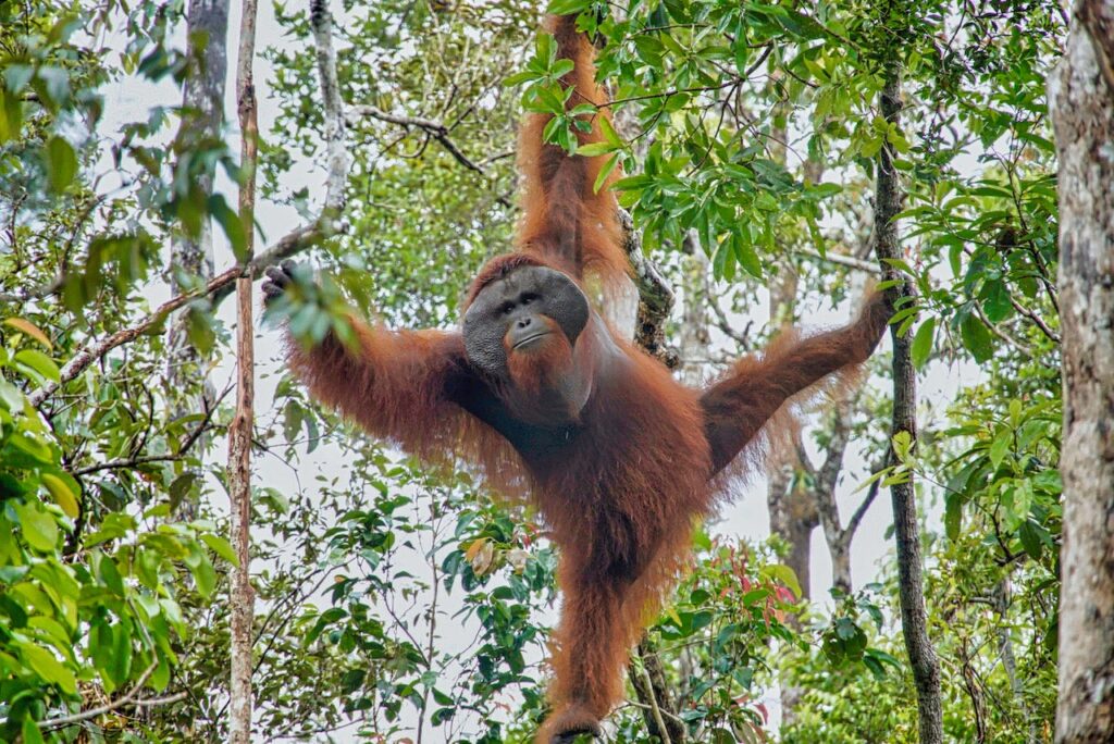 Spread eagle Orangutan