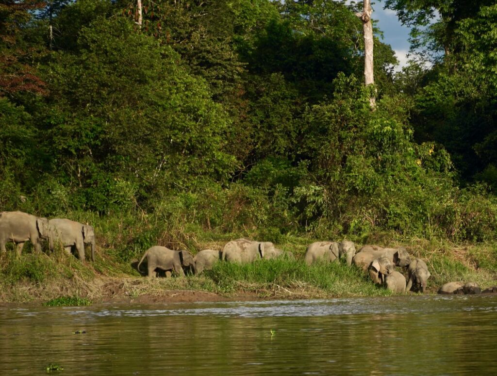 Pygmy Elephants on Kinabatangan River, Sukau, Sabah, Borneo