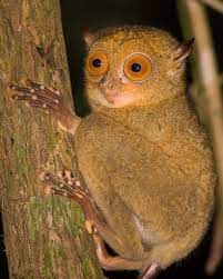 The smallest and oldest primate on the planet, the tarsier.