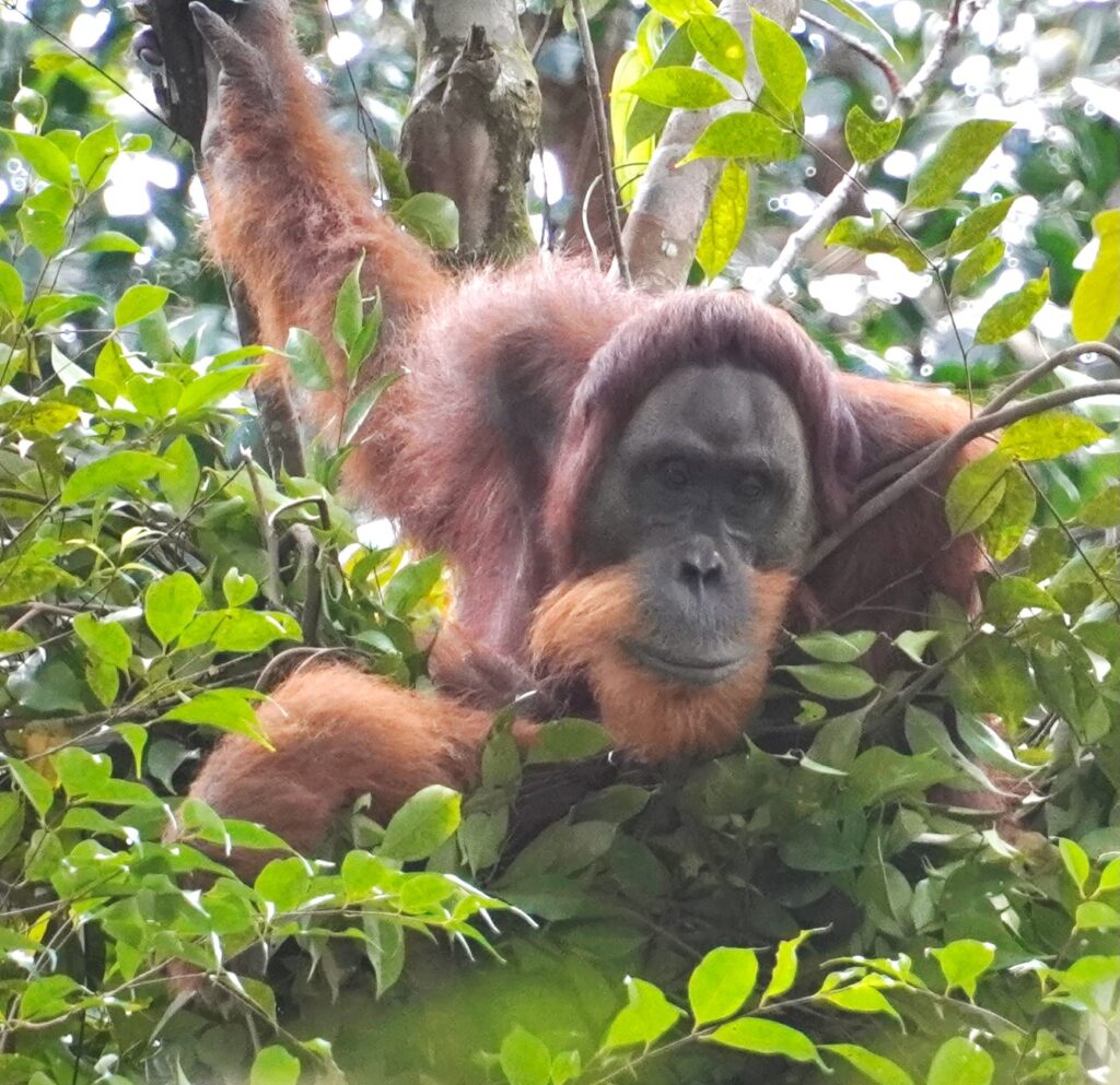 Immature male orangutan, Bukit Lawang