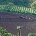 Potato Planting, following a single blade plow, Nicaragua