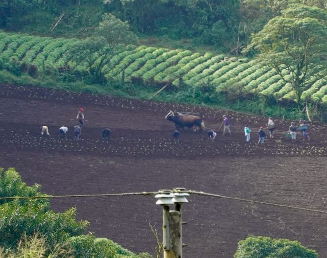 Potato Planting, following a single blade plow, Nicaragua