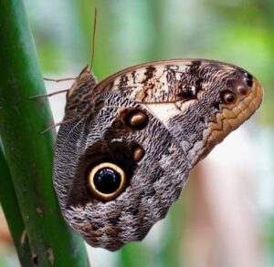 Owl Butterfly at Mombacho